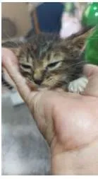 Gato ra a srd idade 2 a 6 meses nome IRMÃOS BEBÊS 
