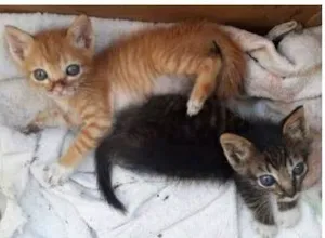 Gato raça srd idade 2 a 6 meses nome IRMÃOS BEBÊS 