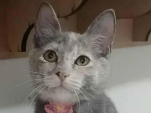 Gato raça srd idade 2 a 6 meses nome MÍSTICA