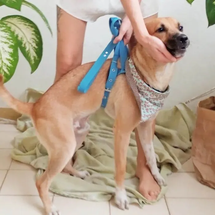 Cachorro raça SRD idade 1 ano nome Cocada