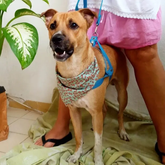 Cachorro raça SRD idade 1 ano nome Cocada