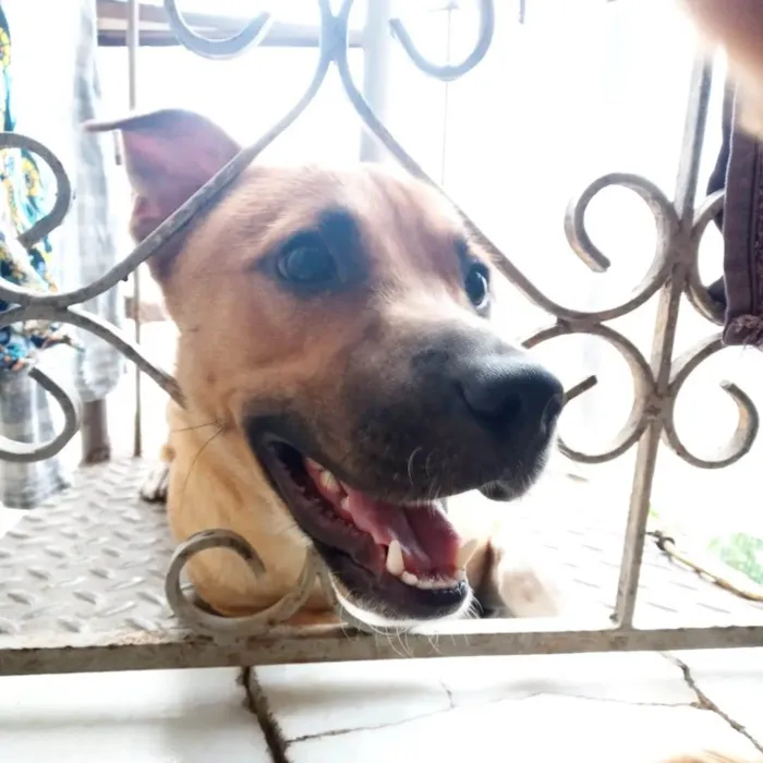 Cachorro raça SRD idade 1 ano nome Cocada