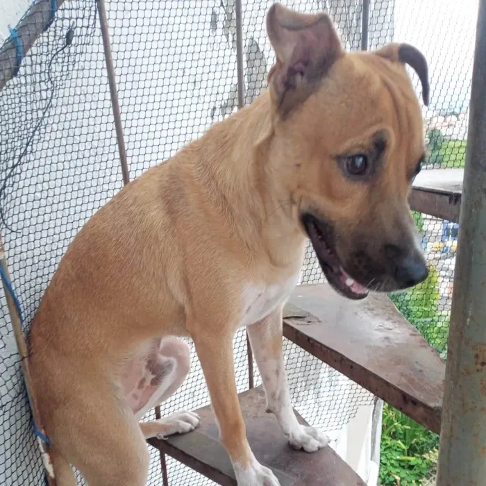 Cachorro raça SRD idade 1 ano nome Cocada