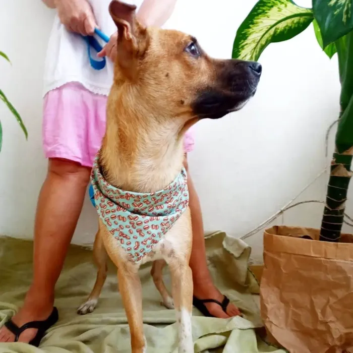 Cachorro raça SRD idade 1 ano nome Cocada