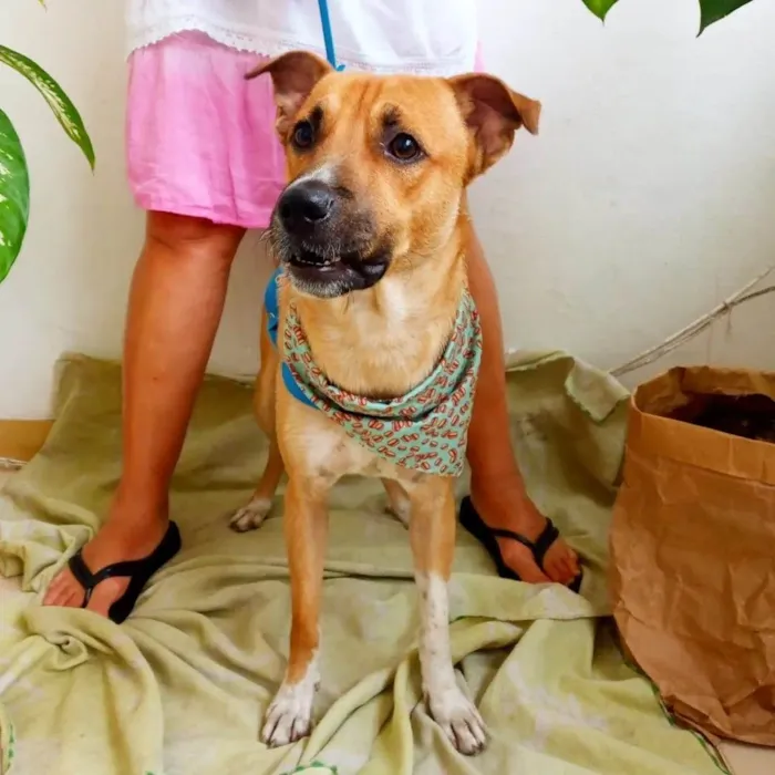 Cachorro raça SRD idade 1 ano nome Cocada