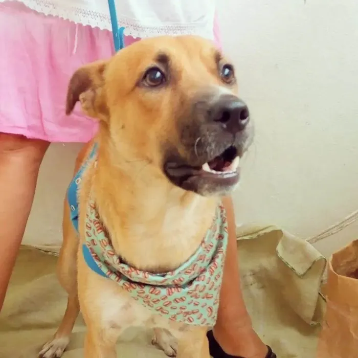 Cachorro raça SRD idade 1 ano nome Cocada