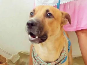 Cachorro raça SRD idade 1 ano nome Cocada