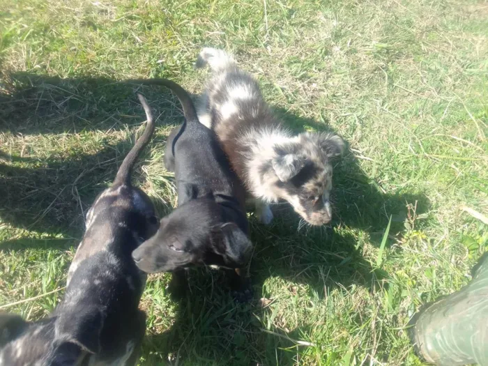 Cachorro ra a Border Colie idade Abaixo de 2 meses nome Fofo