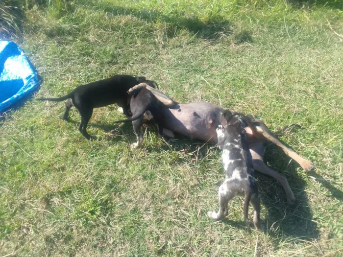 Cachorro ra a Border Colie idade Abaixo de 2 meses nome Fofo