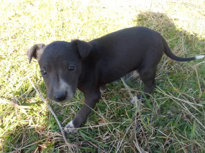 Cachorro ra a Border Colie idade Abaixo de 2 meses nome Fofo