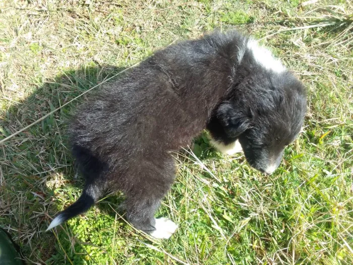 Cachorro ra a Border Colie idade Abaixo de 2 meses nome Fofo