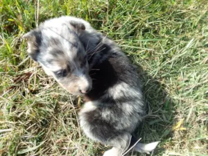 Cachorro raça Border Colie idade Abaixo de 2 meses nome Fofo