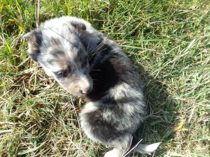 Cachorro ra a Border Colie idade Abaixo de 2 meses nome Fofo