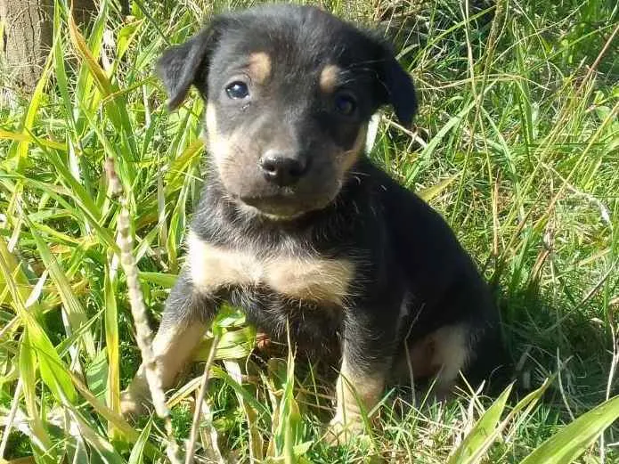 Cachorro ra a Border Colie idade Abaixo de 2 meses nome Fofo