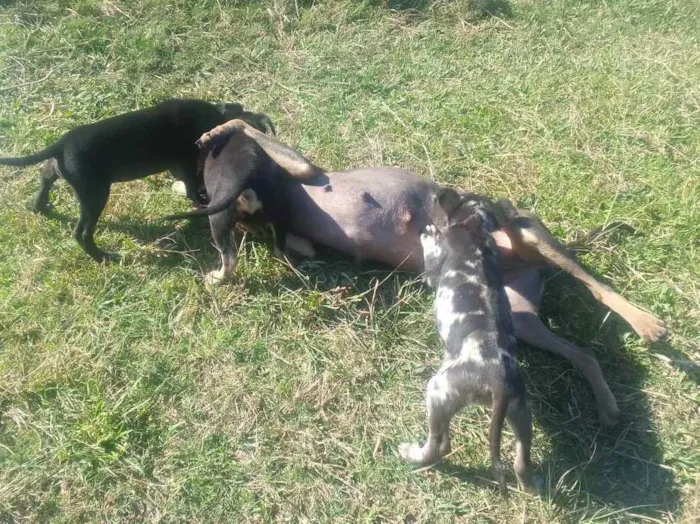 Cachorro ra a Border Colie idade Abaixo de 2 meses nome Fofo