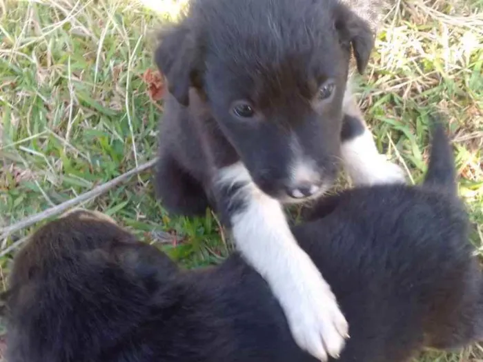 Cachorro ra a Border Colie idade Abaixo de 2 meses nome Fofo