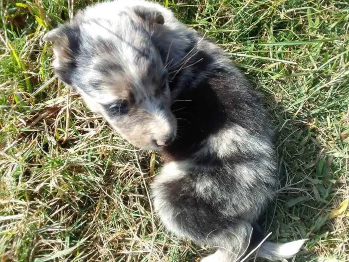 Cachorro ra a Border Colie idade Abaixo de 2 meses nome Fofo