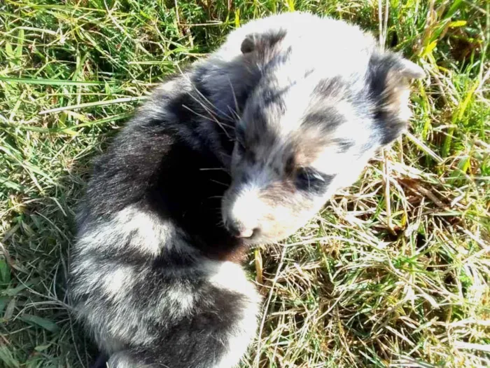 Cachorro ra a Border Colie idade Abaixo de 2 meses nome Fofo