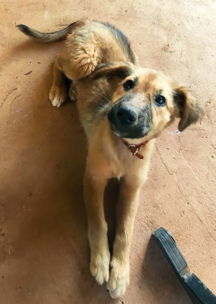 Cachorro ra a Vira-lata idade 2 a 6 meses nome Lobinho