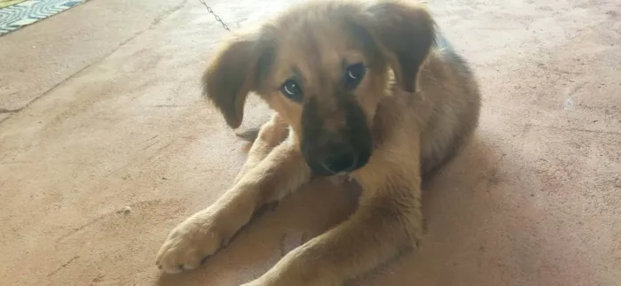 Cachorro ra a Vira-lata idade 2 a 6 meses nome Lobinho