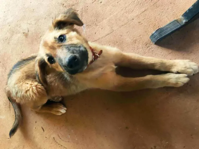 Cachorro ra a Vira-lata idade 2 a 6 meses nome Lobinho