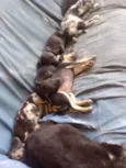 Fofo