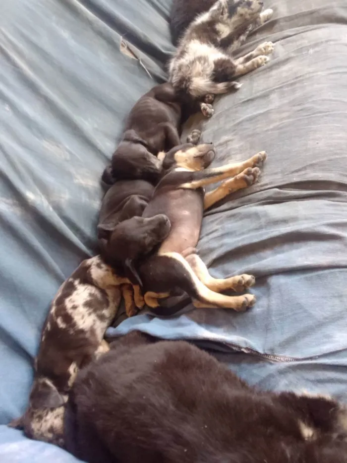 Cachorro ra a Border Colie idade Abaixo de 2 meses nome Fofo