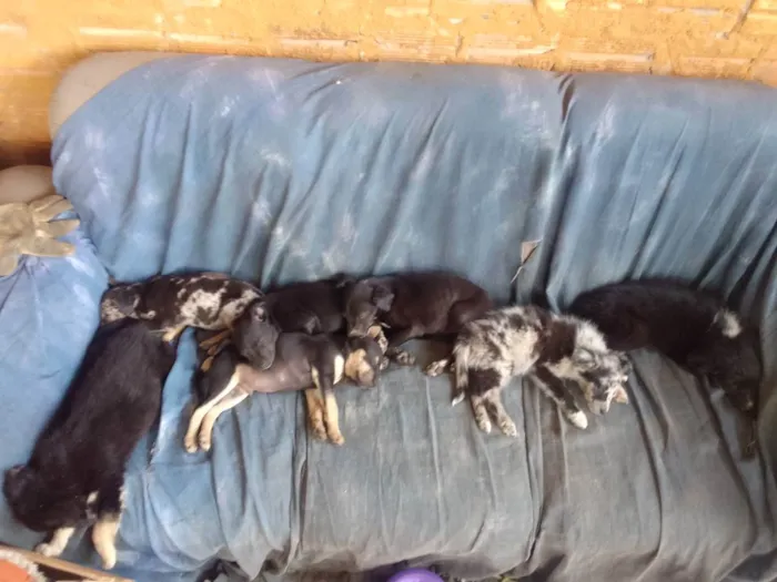 Cachorro ra a Border Colie idade Abaixo de 2 meses nome Fofo