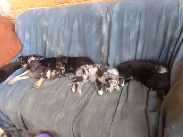 Cachorro ra a Border Colie idade Abaixo de 2 meses nome Fofo