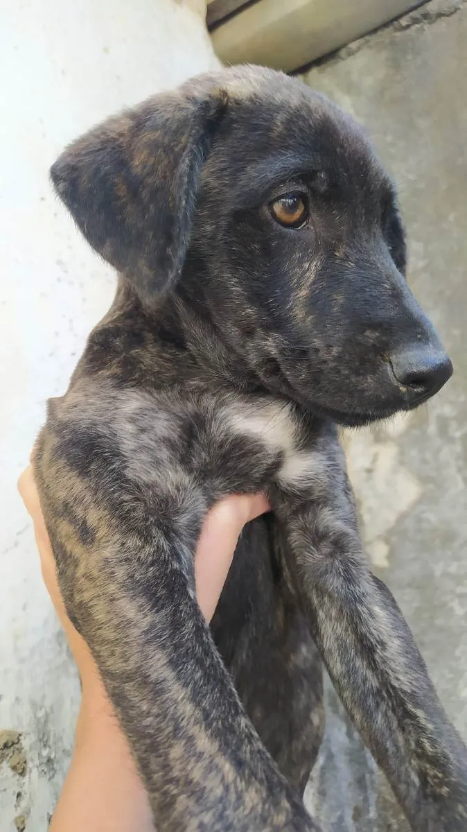 Cachorro ra a Mista  idade 2 a 6 meses nome Não tem