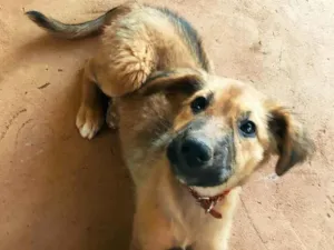 Cachorro raça Vira-lata idade 2 a 6 meses nome Lobinho