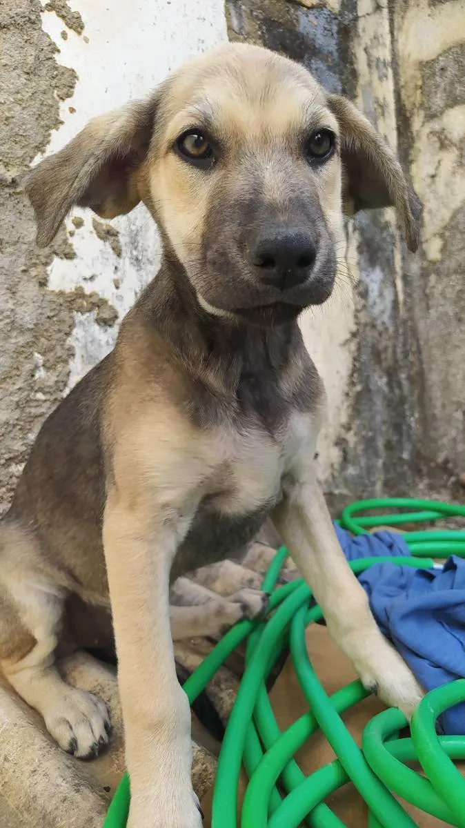 Cachorro ra a Mista  idade 2 a 6 meses nome Não tem