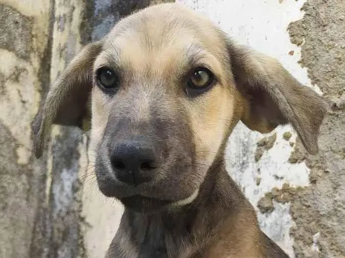 Cachorro ra a Mista  idade 2 a 6 meses nome Não tem