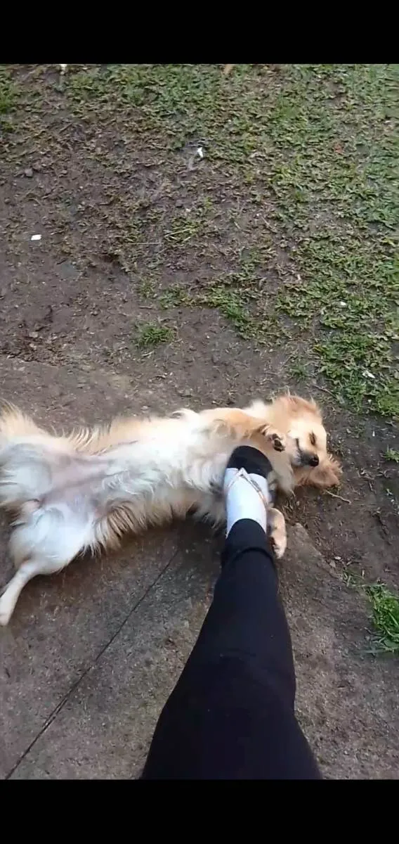 Cachorro ra a Husky Siberiano  idade 2 anos nome Chitara