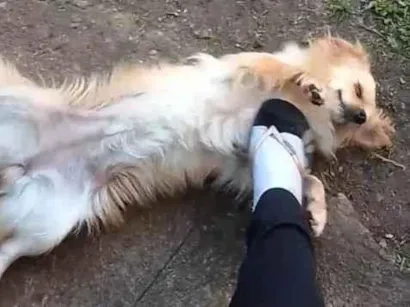 Cachorro raça Husky Siberiano  idade 2 anos nome Chitara