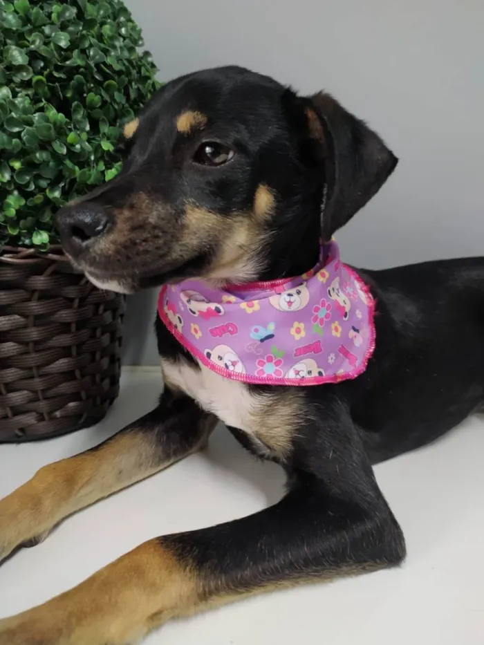 Cachorro raça SRD idade 7 a 11 meses nome Mel