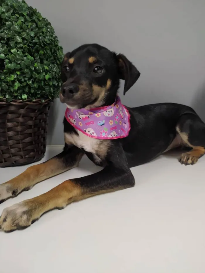 Cachorro raça SRD idade 7 a 11 meses nome Mel
