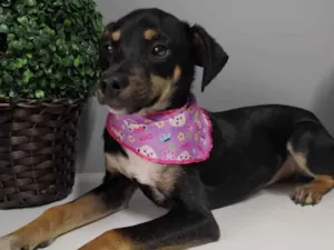 Cachorro raça SRD idade 7 a 11 meses nome Mel