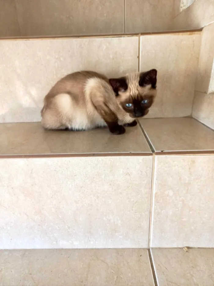Gato raça Siamês  idade 2 a 6 meses nome Lilly bebê siamêsa