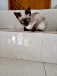 Gato raça Siamês  idade 2 a 6 meses nome Lilly bebê siamêsa