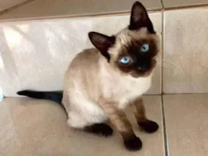 Gato raça Siamês  idade 2 a 6 meses nome Lilly bebê siamêsa