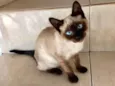 Gato raça Siamês  idade 2 a 6 meses nome Lilly bebê siamêsa