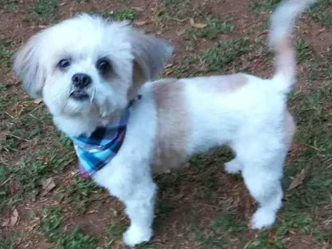 Cachorro raça lhasa idade 1 ano nome Snow