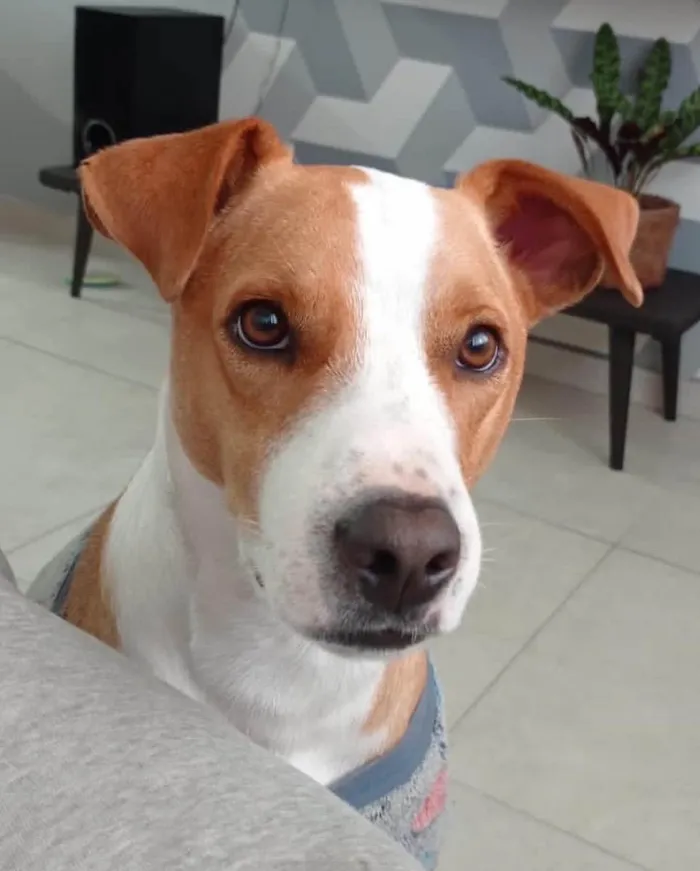 Cachorro ra a  idade 1 ano nome Não sei 