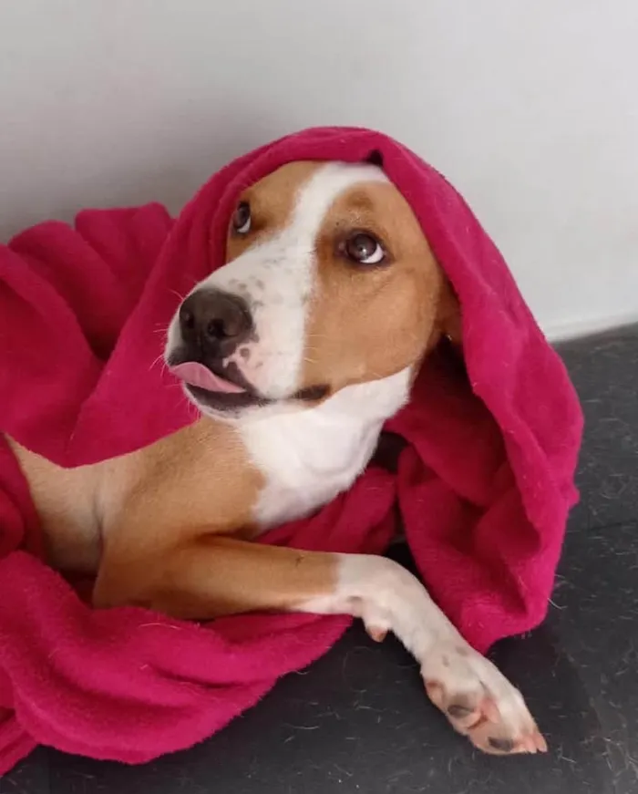 Cachorro ra a  idade 1 ano nome Não sei 