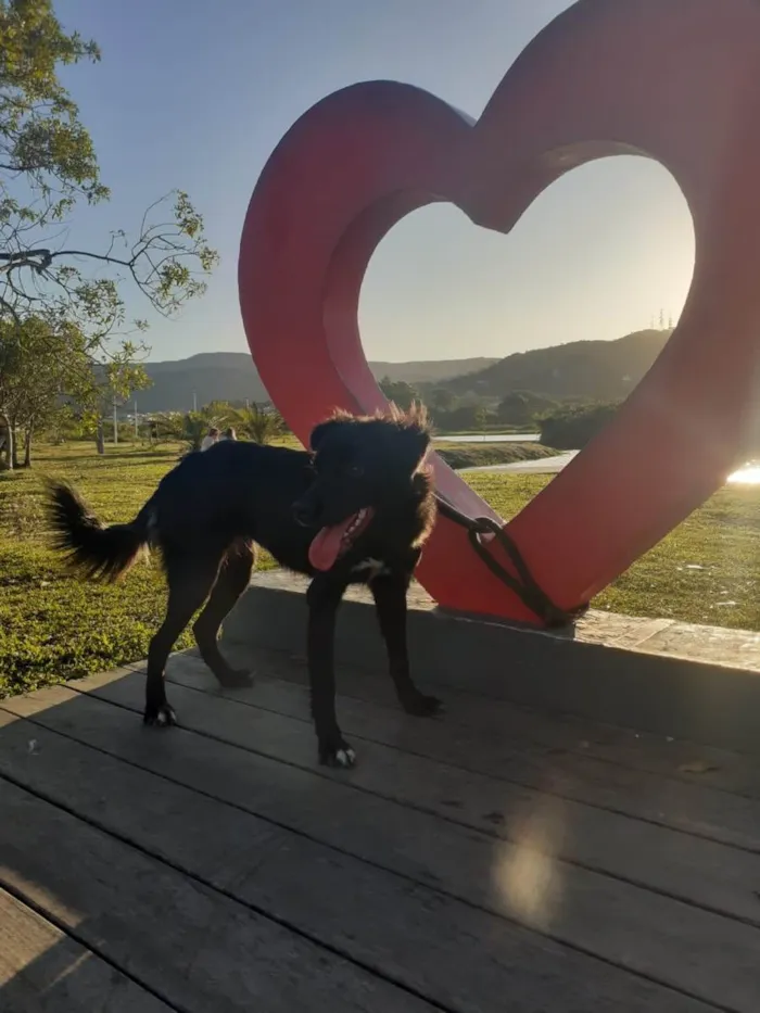 Cachorro ra a  idade 7 a 11 meses nome Não sei 