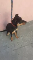 Cachorro raça Vira lata idade 7 a 11 meses nome Amora
