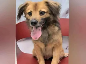 Cachorro raça  idade 1 ano nome Théo 