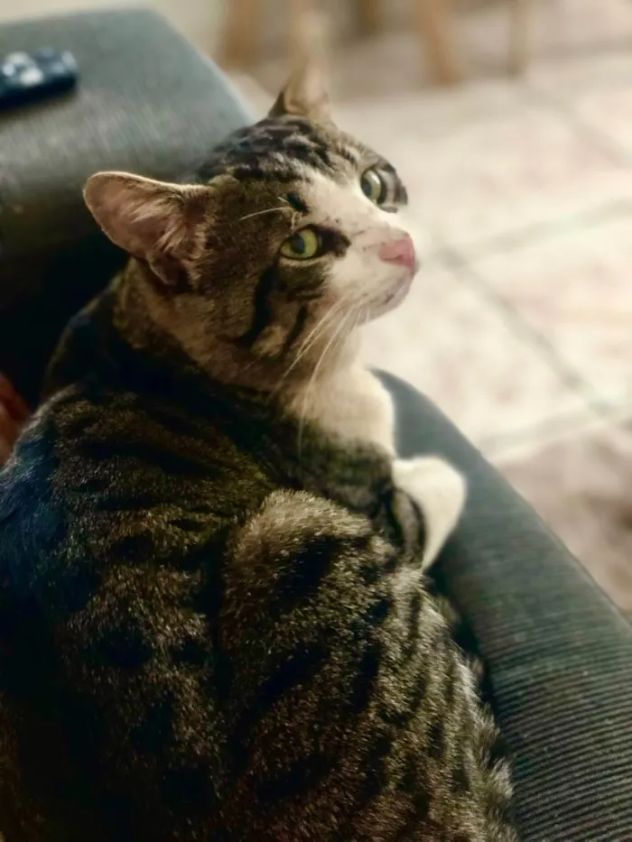 Gato raça Indefinido  idade 1 ano nome Floquinho 