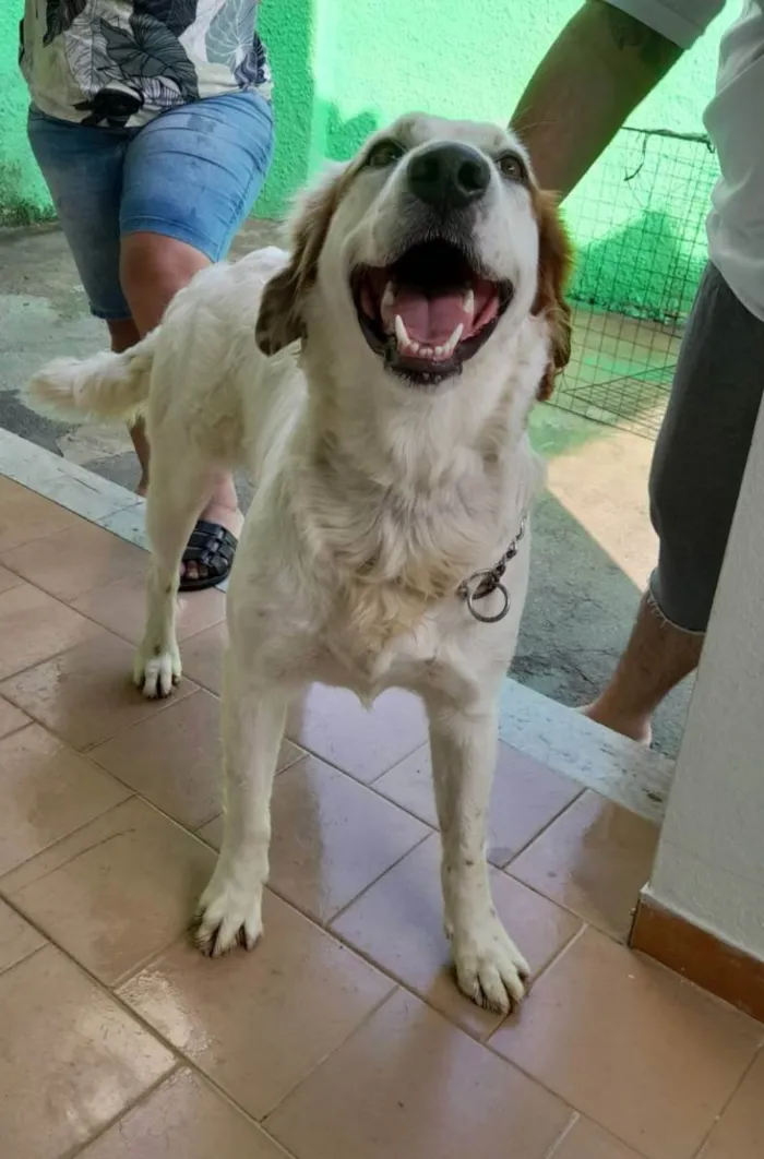 Cachorro ra a Srd  idade 2 anos nome Meg